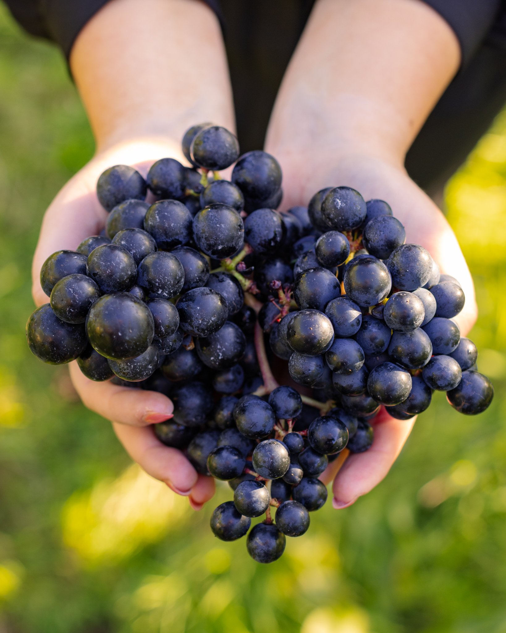 Hands holding grapes - Sussex vineyard photograph 