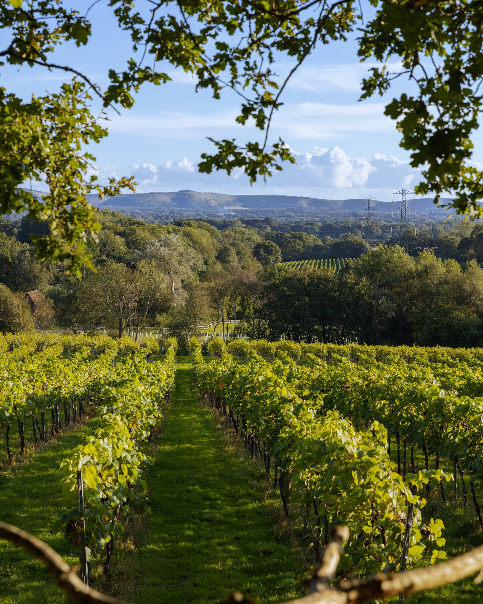 Sussex vineyard view 