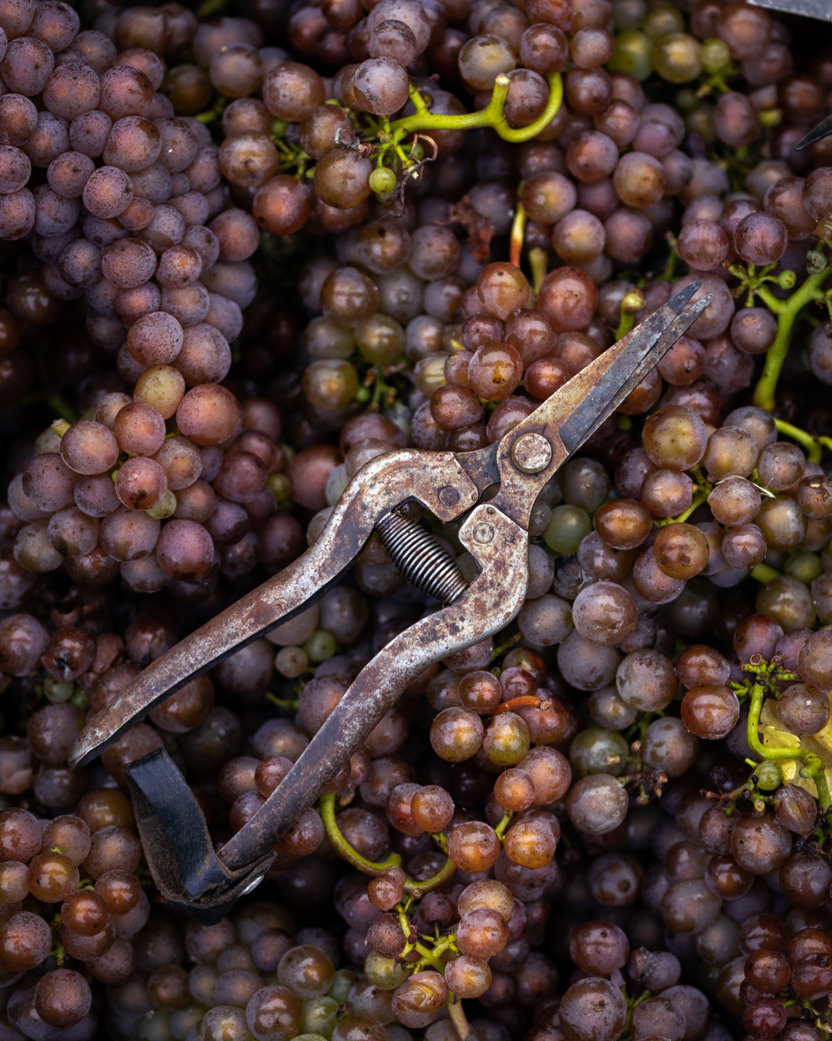 English vineyard photographer 