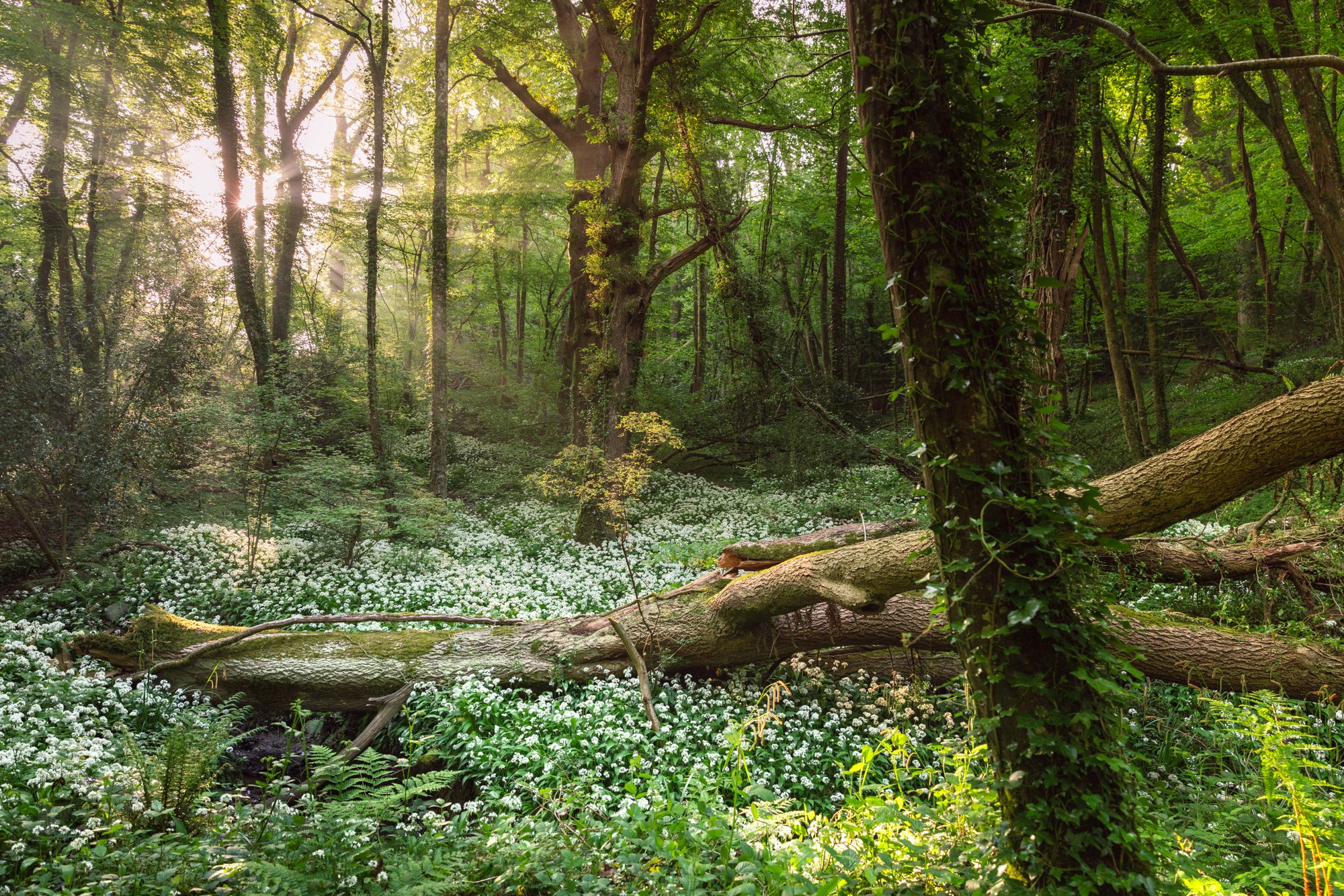 Wild Garlic woodland