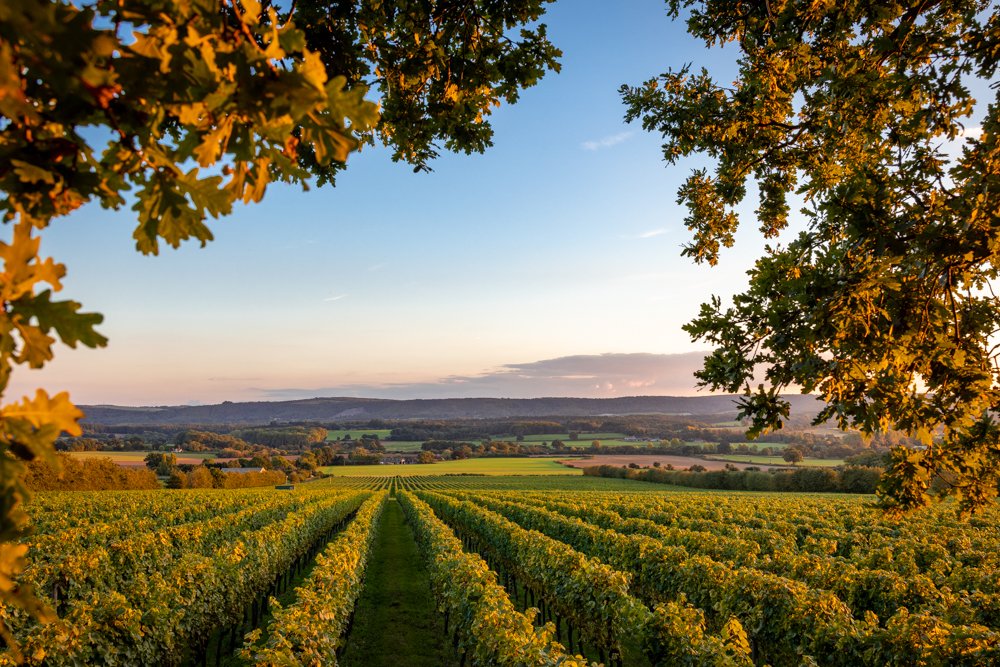 english-vineyard-photographer-8.jpg