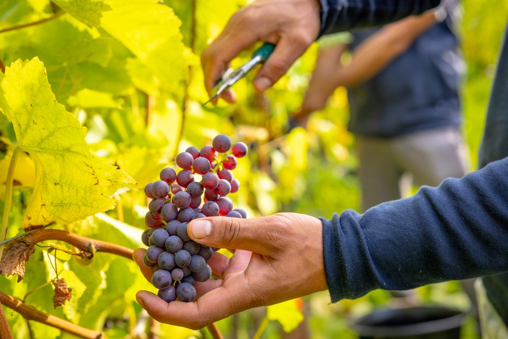 Grape harvest