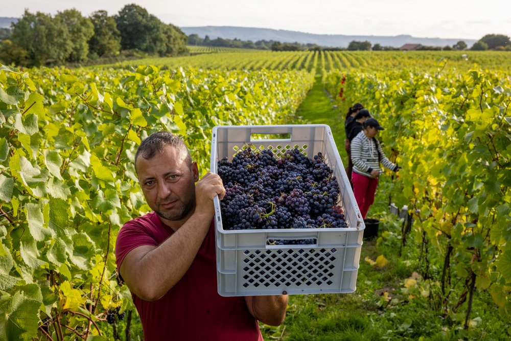 english-vineyard-photographer-17.jpg