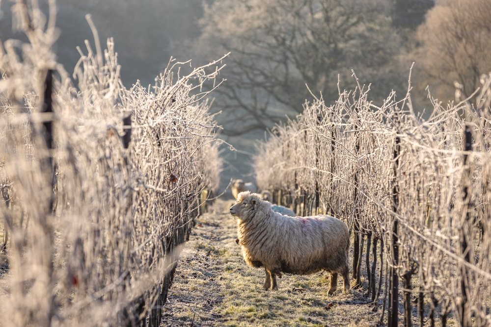 english-vineyard-photographer-35.jpg