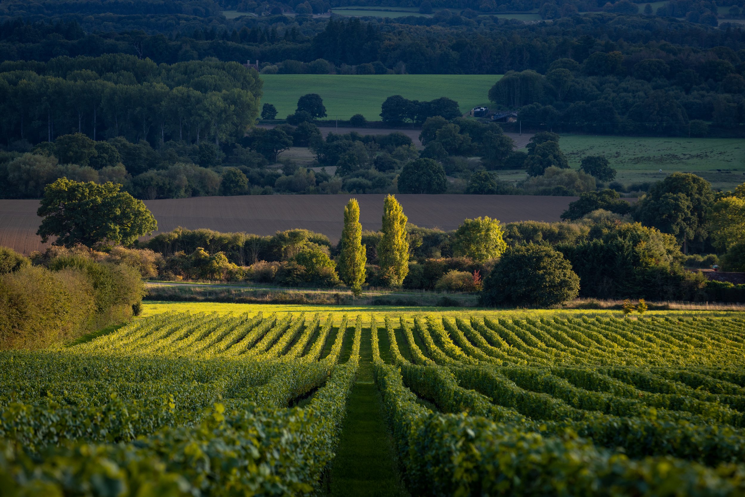 Sussex Vineyard in the sun