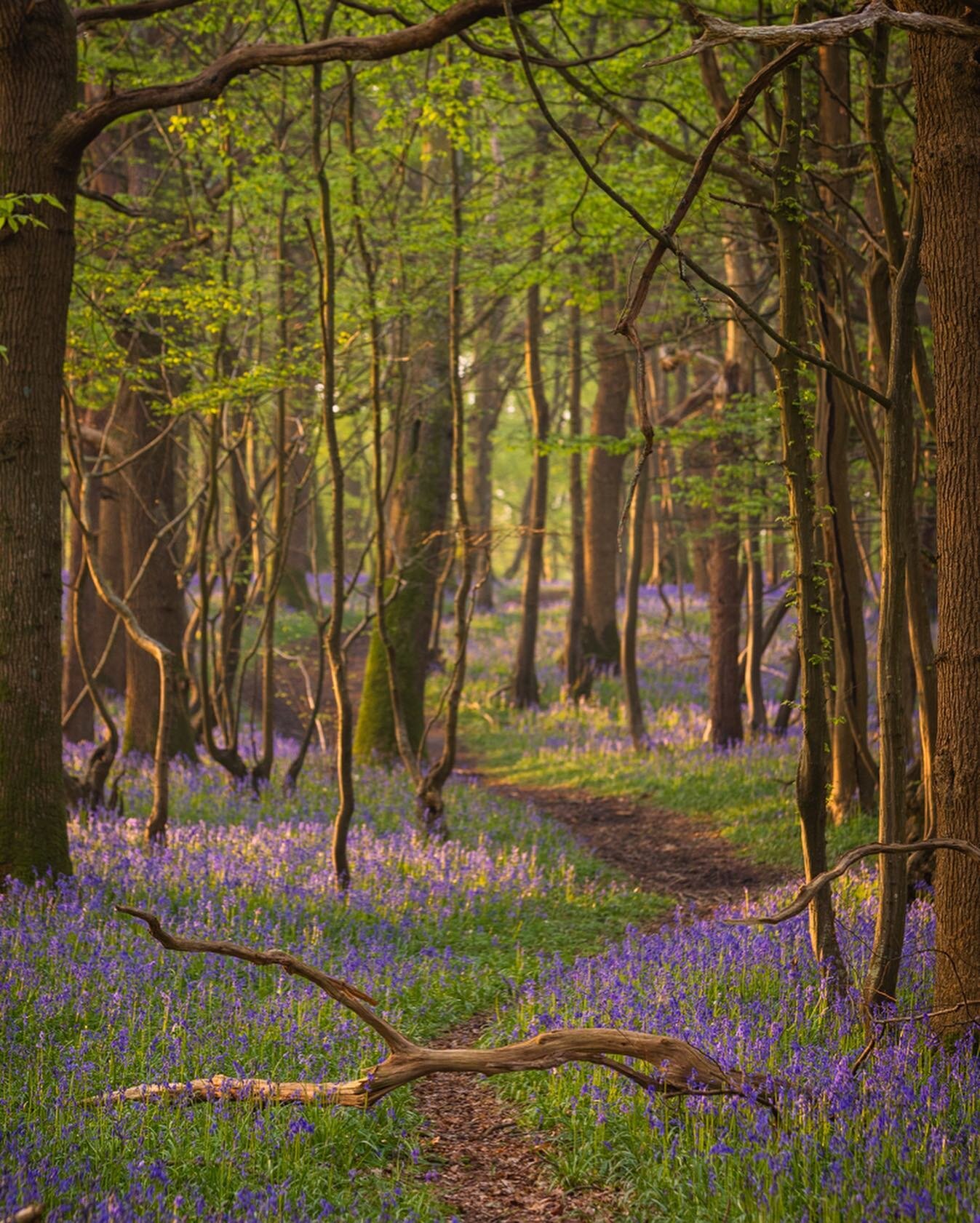 Here are a few recent pics from Abbotts Wood. A woodland that feels like an old friend, as I&rsquo;ve visited so many times. A little poem too that I wrote while I was there one morning. I hope you like it. 

&ldquo;Who knew what the hue of violet an