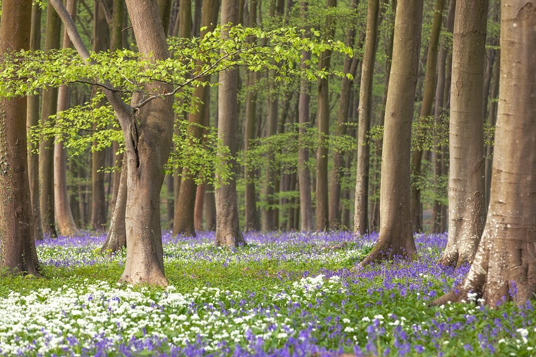 Morning all, I hope you&rsquo;re enjoying the long weekend. I&rsquo;ve got quite a lot of new content to share with you over the next week or so. Mostly of woods, forests and clumps of trees. This was from a visit to a Wildhams wood early last week a