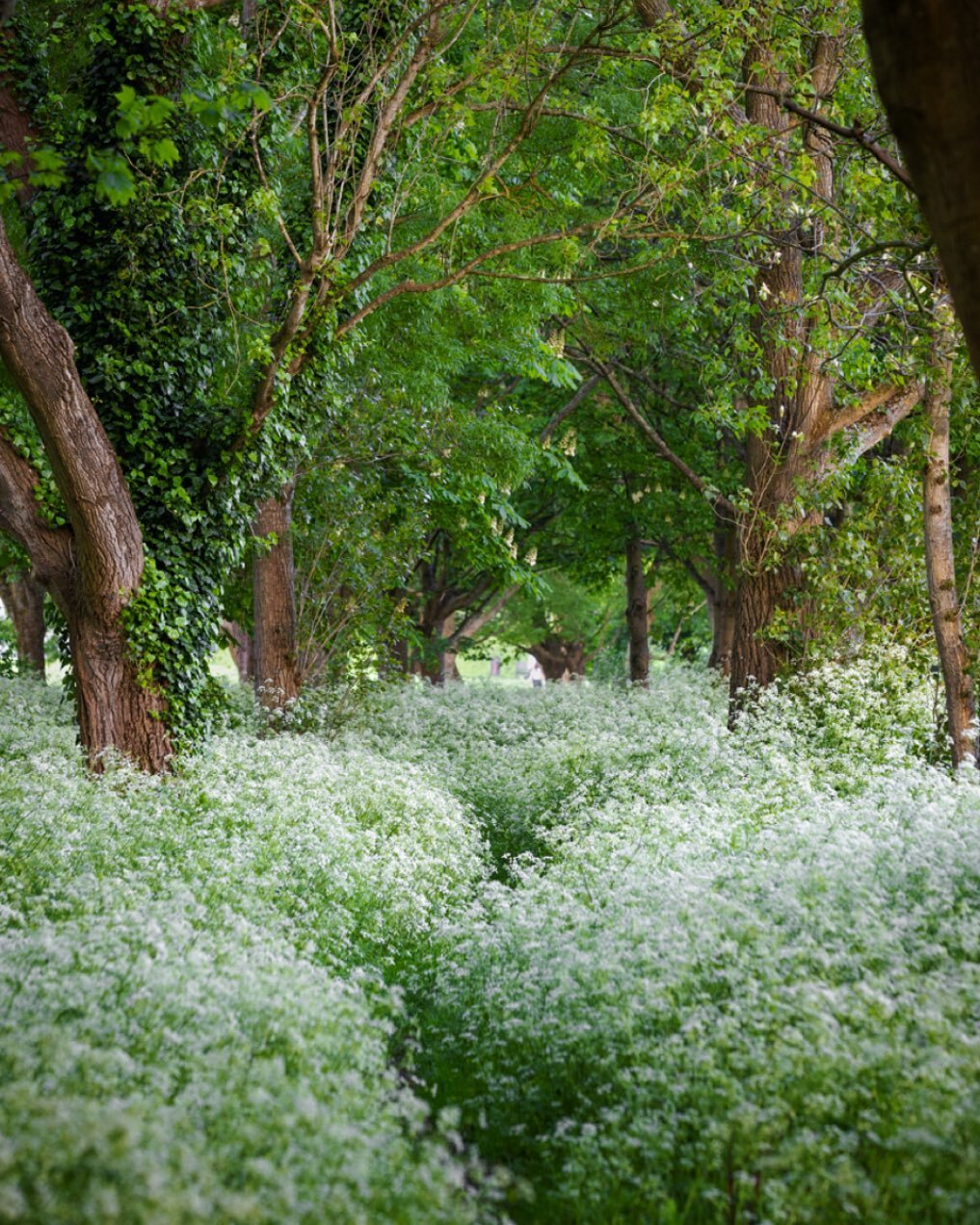 I&rsquo;ve recently spent a few early mornings driving an hour or so to photograph wild flowers in the woodlands. It was a joy to then come across this patch of cows parsley on Saturday in Lewes during the photo walk, so close to home and equal in it