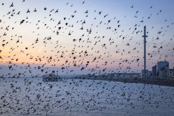Brighton wildlife photography starlings