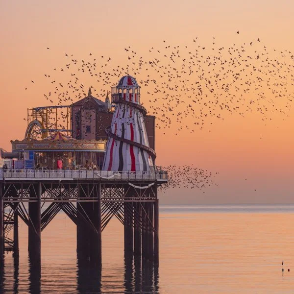 Starling murmuration Brighton sunset