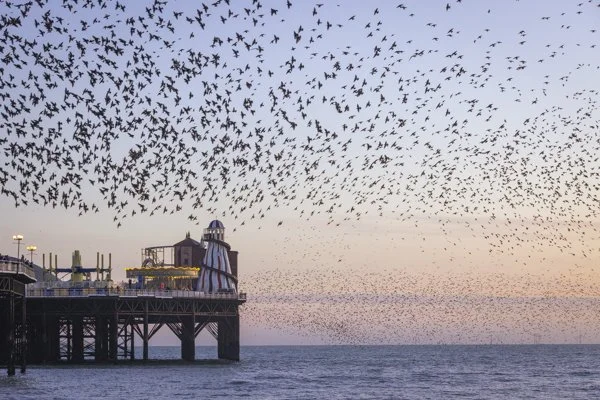 Brighton starling murmuration photography