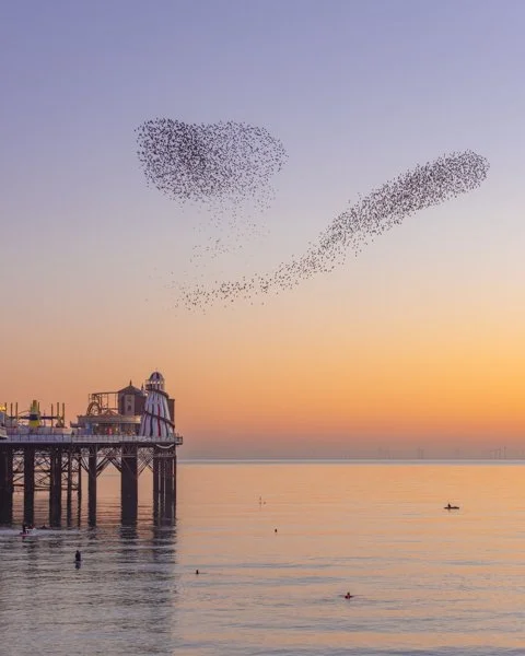 Starling murmuration formation photography