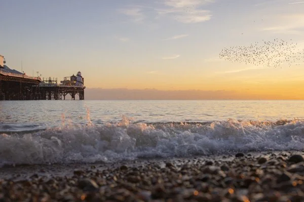 Brighton coast sunset wildlife photography