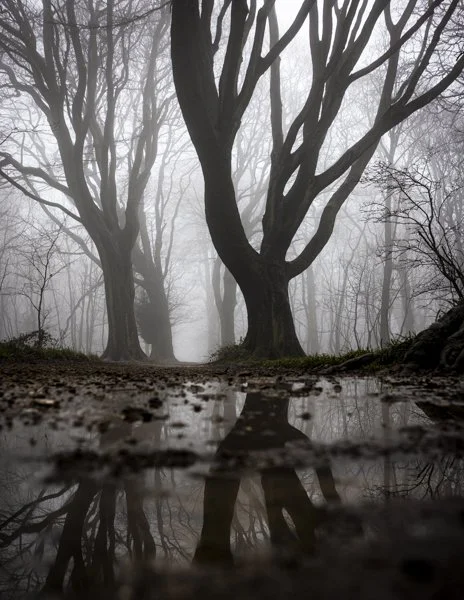 Stanmer Park atmospheric woodland photography
