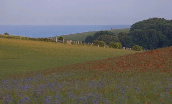 South Downs wildflower meadow photography