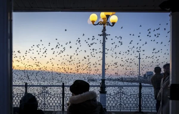Brighton promenade murmuration photography