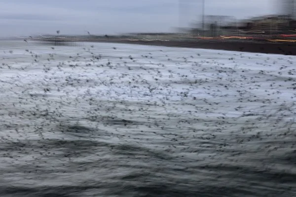 Brighton coast sunset wildlife photography