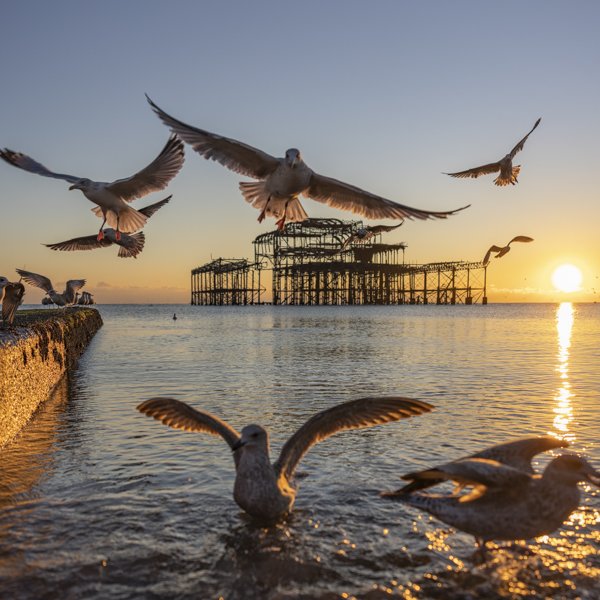 West Pier sunset wildlife photography