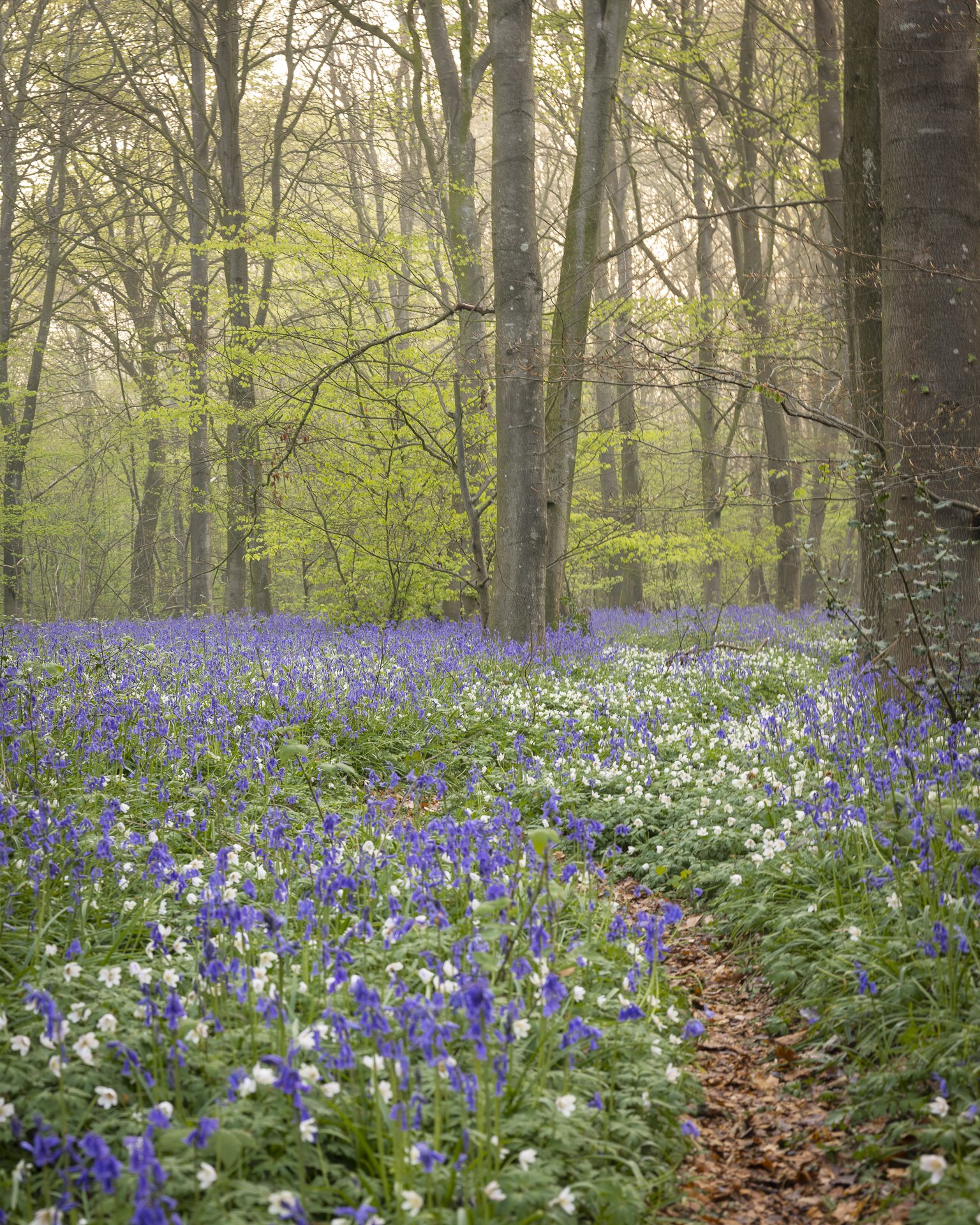 bluebell-and-wild-garlic-15.jpg