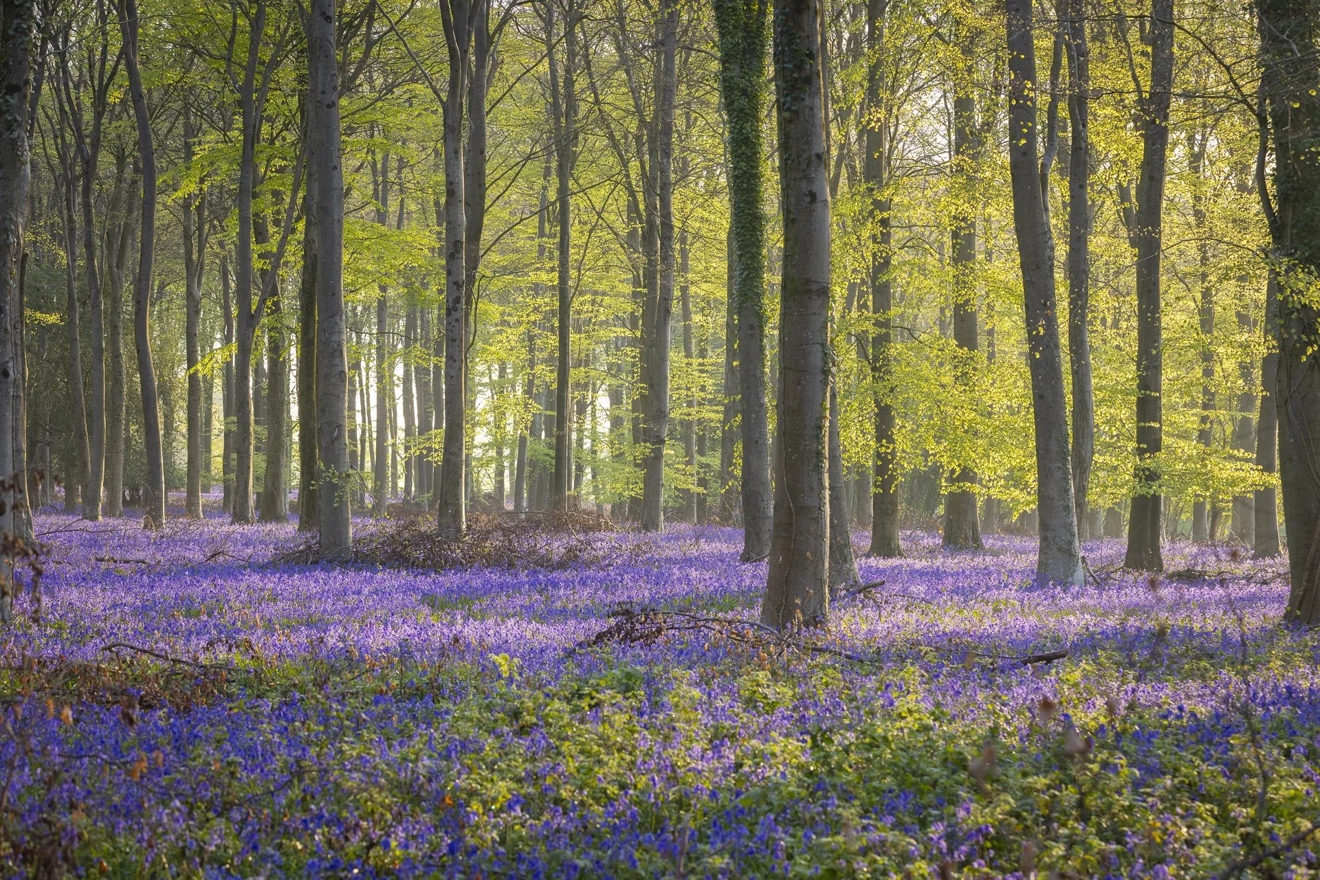 Best Bluebell woods in Sussex (spring 2026)