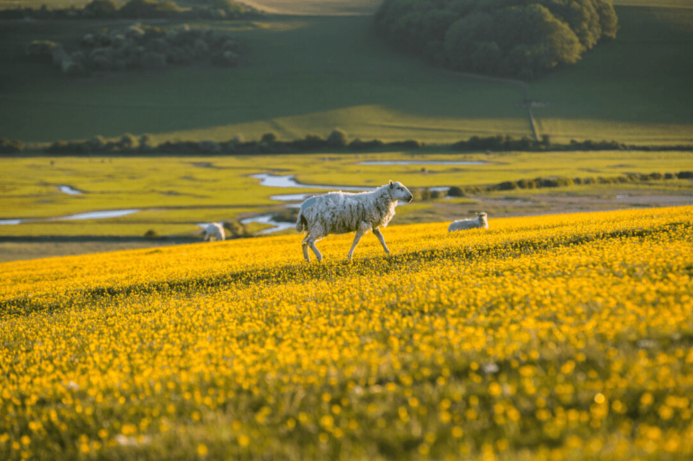 Landscape+photographer+-+sussex+cuckmere+haven+-+James+Ratchford.jpg-min.png