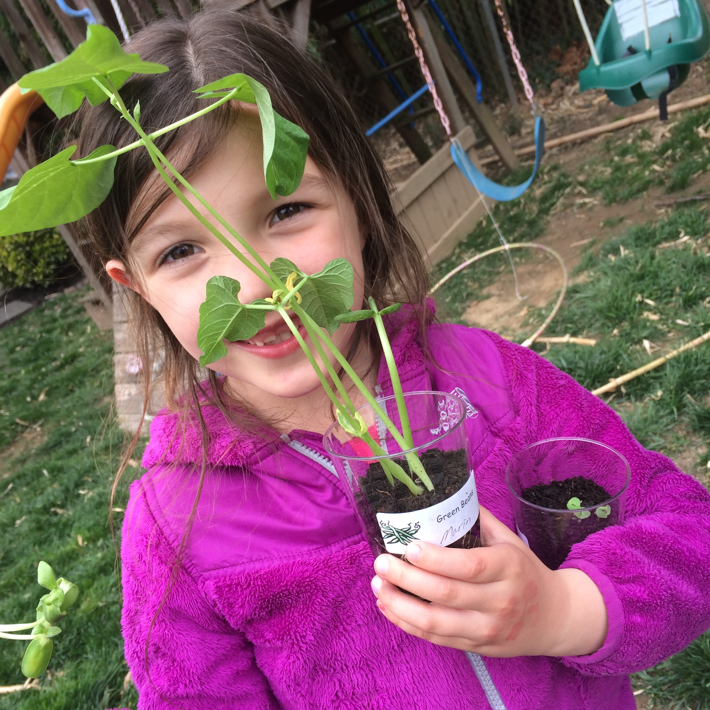 Marin with green bean plant started at school and transferred to our garden.