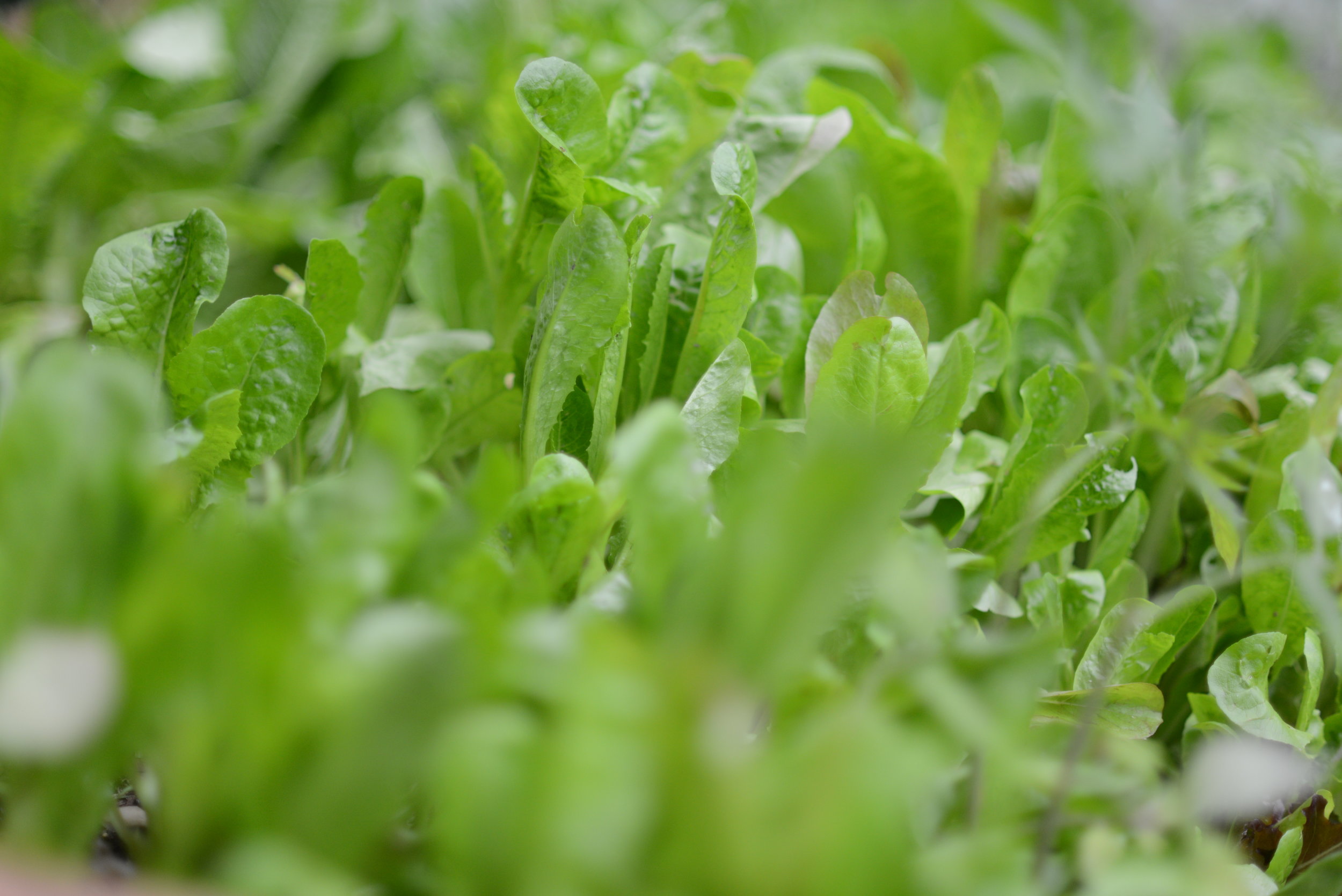 Can you see the lettuce through the leaves?