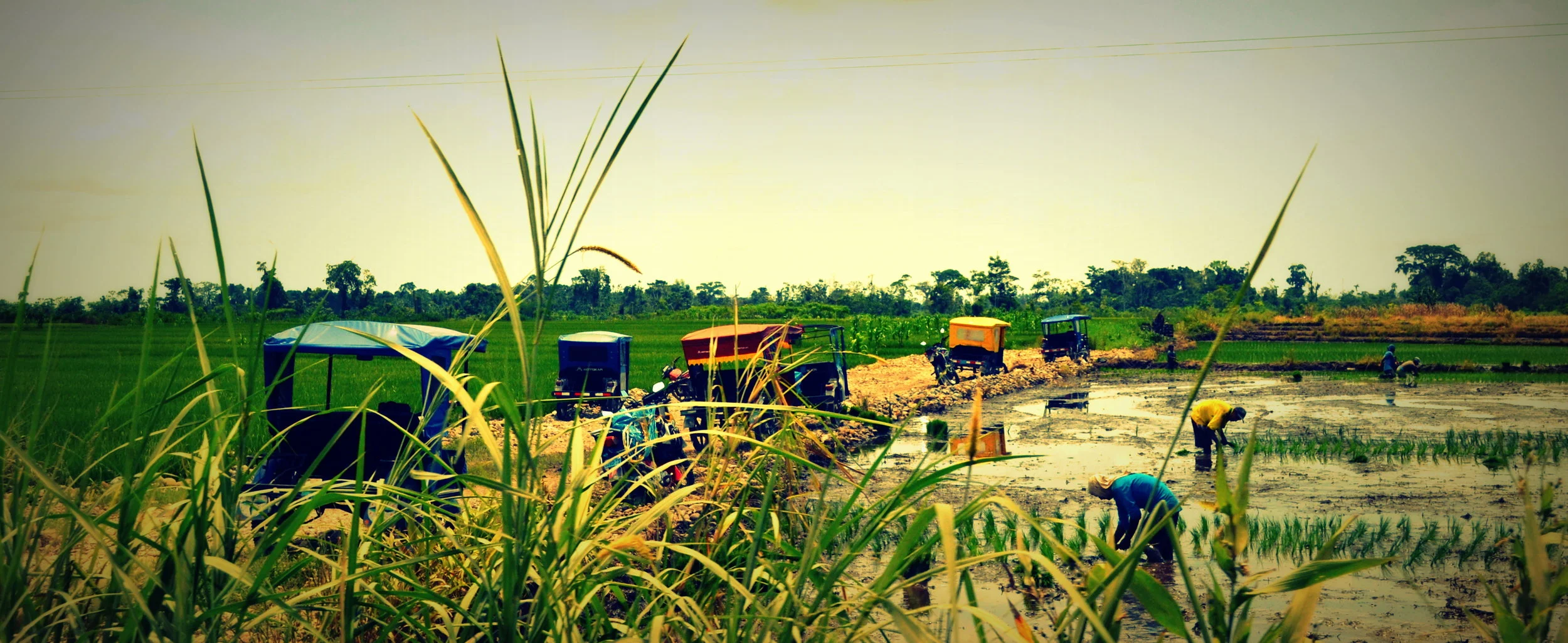 Rice fields during crop season. Photo by the author.