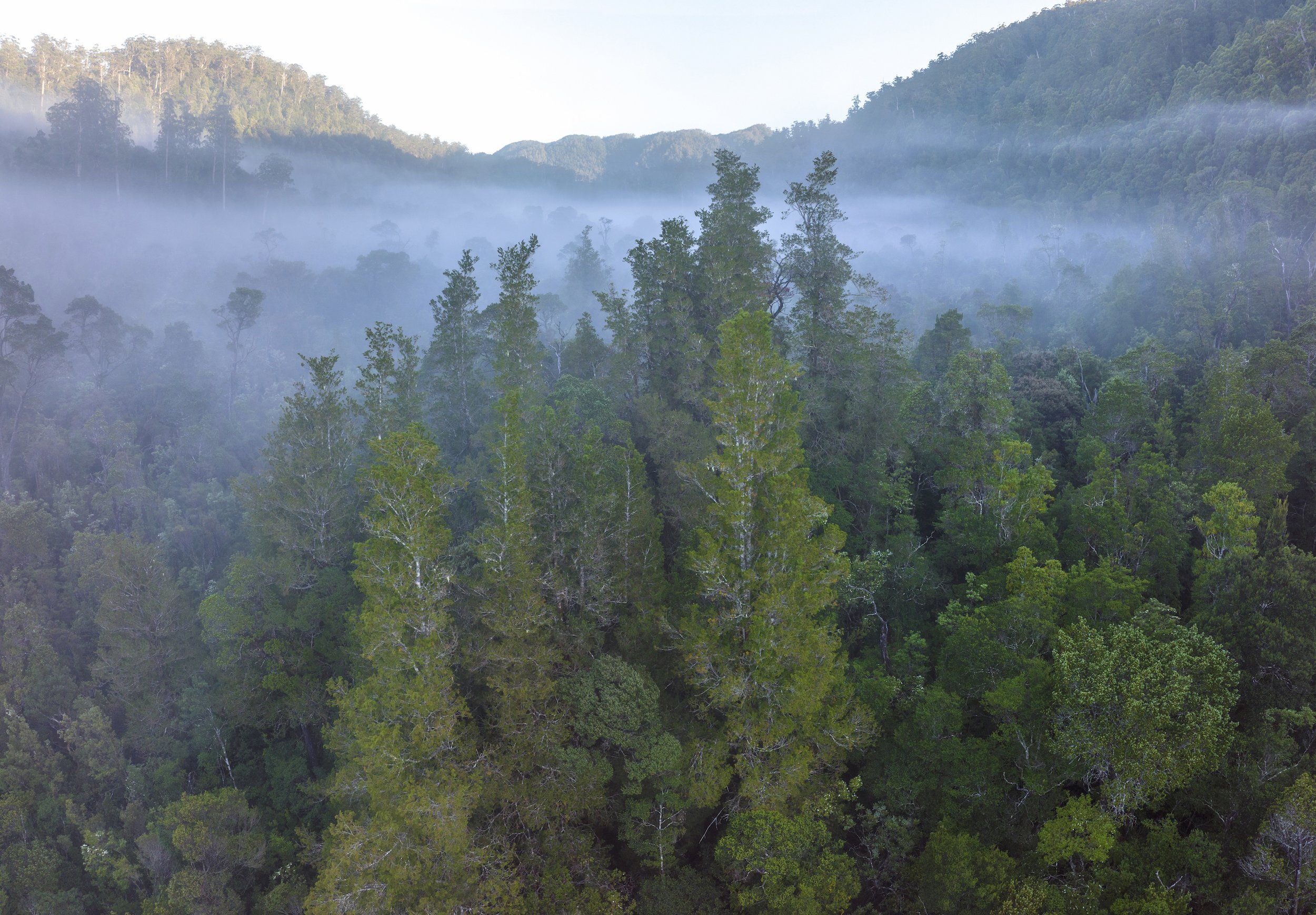 Treasure in the trees - Australian Geographic