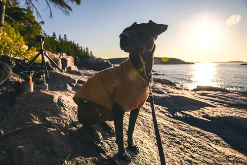 Sydney shuns an Acadian sunrise...