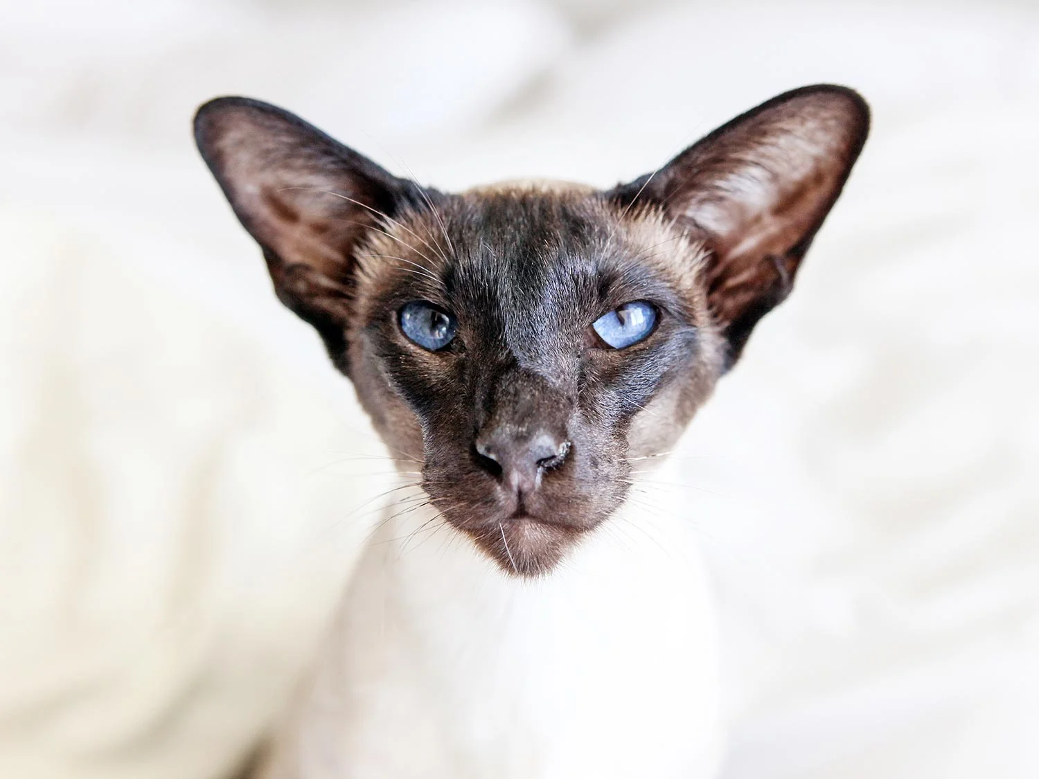 _Siamesecat.jpg