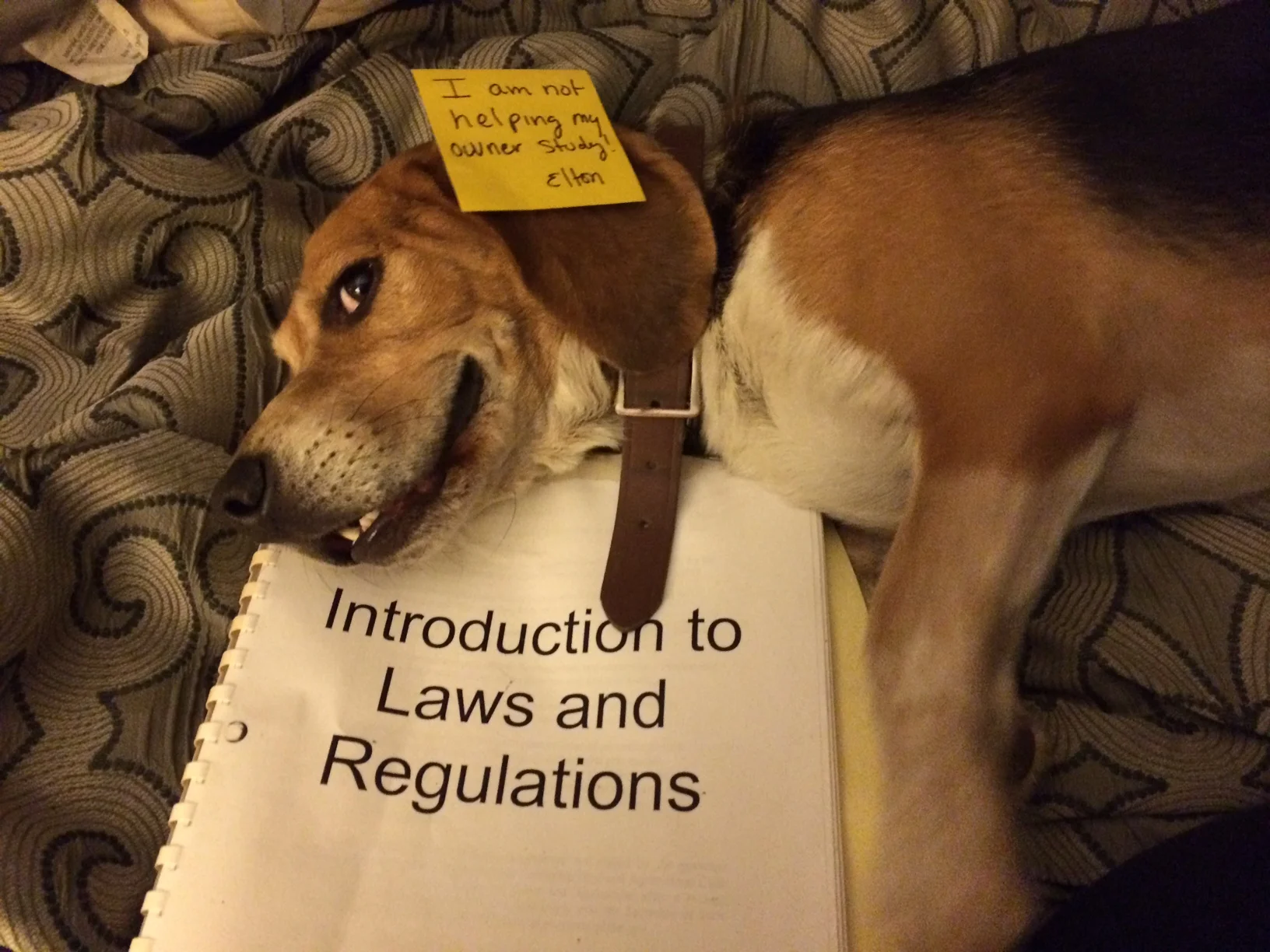 Elton not helping his owner study for the Pest Board exam!