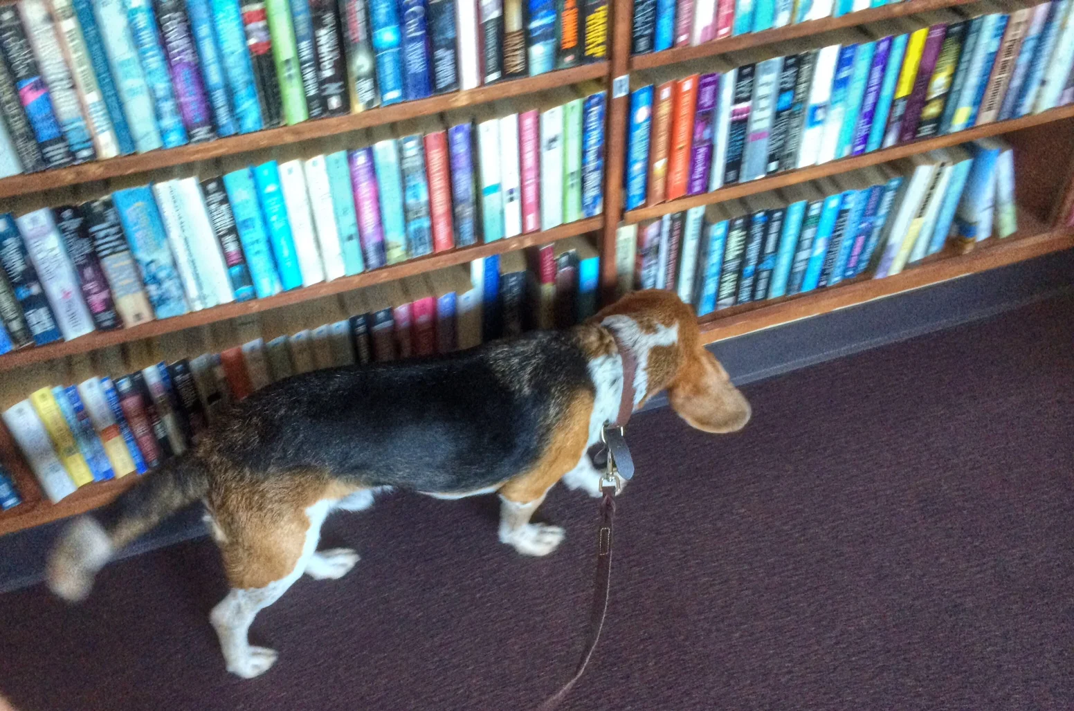 Elton searching for bed bugs at a senior housing community library. Our dogs conduct full building inspections and include common living areas.