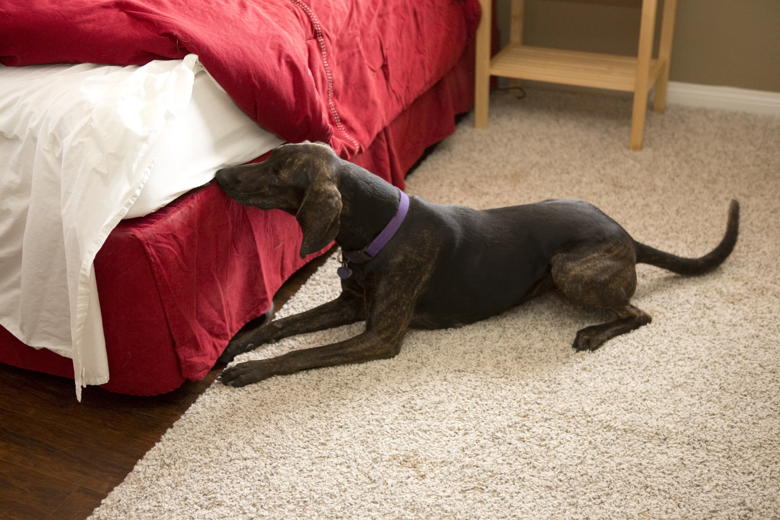 Sadie's size allows her cover a lot of units and reach areas up high easier than some of our smaller dogs. She has a quiet, and precise passive alert. We are so happy she's part of our team!