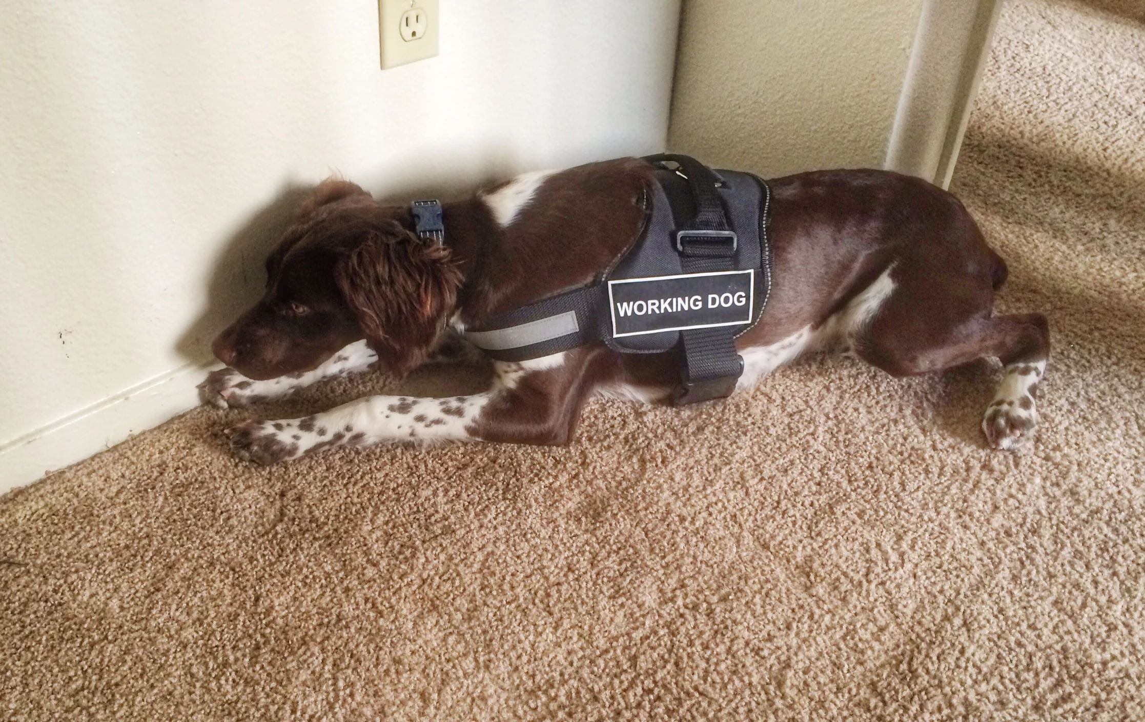 During Hunter's training he was able to ride along with our older certified teams. He is pictured alerting on bed bugs along a baseboard in a vacant unit during one of these outings.