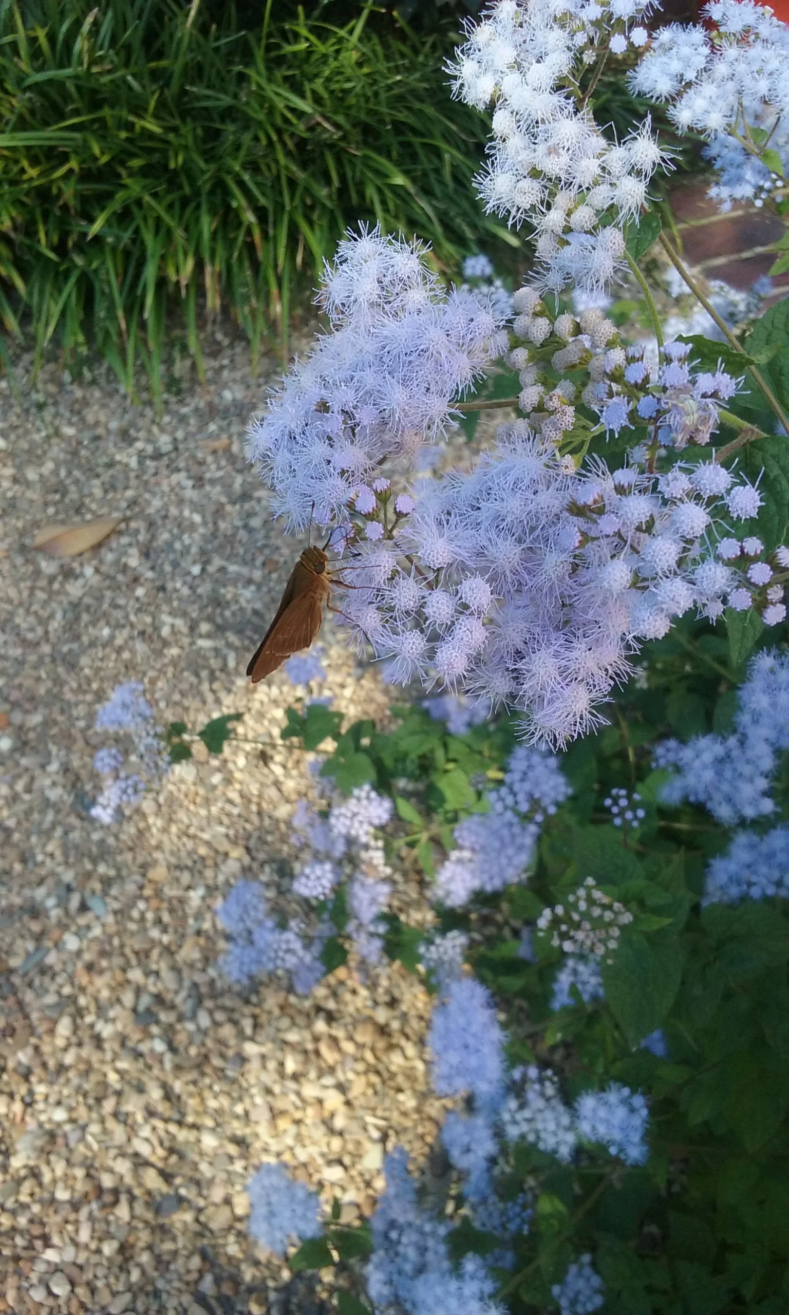 garden1.jpg