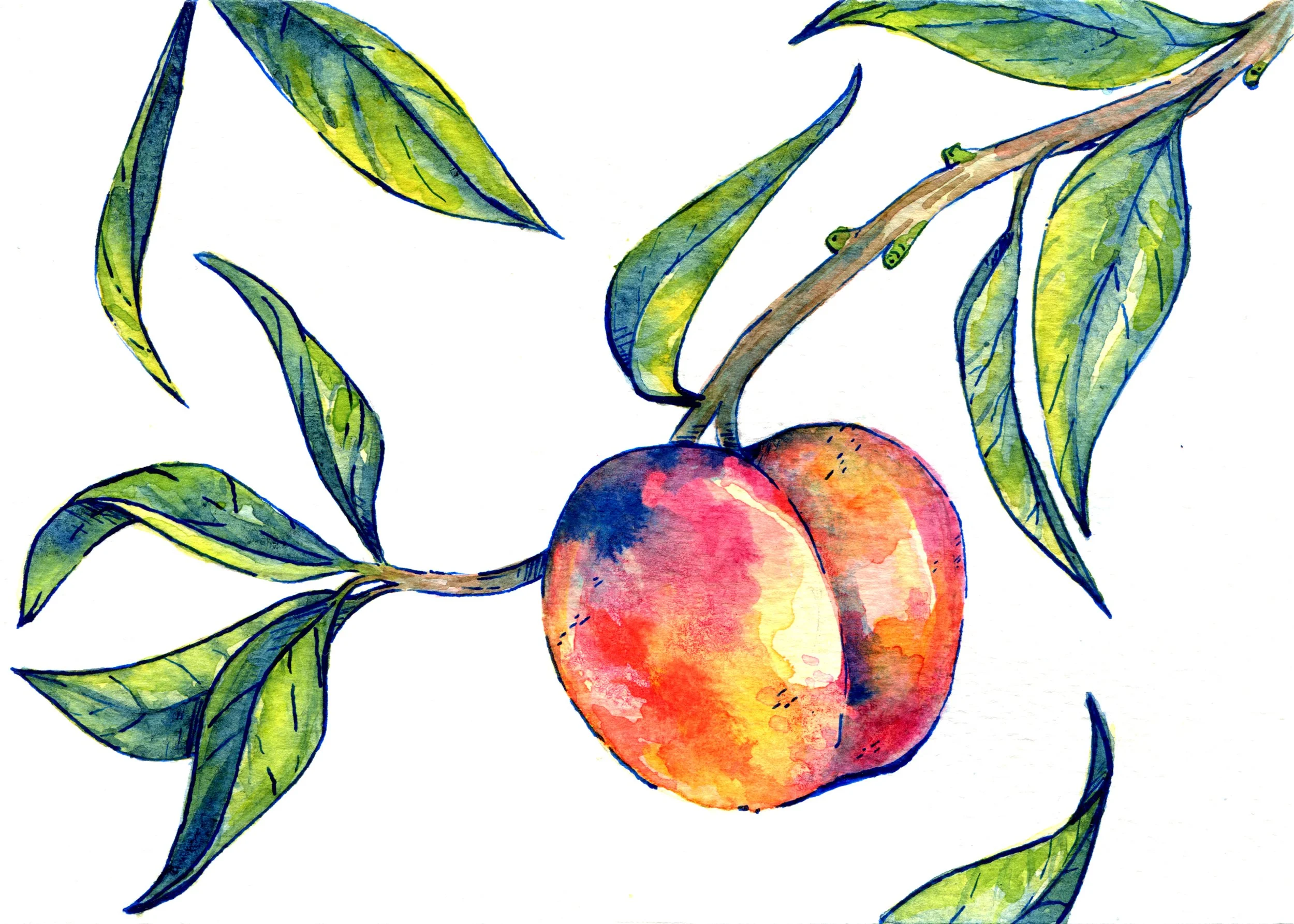 Peach002.jpg