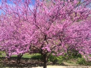 Redbud Tree