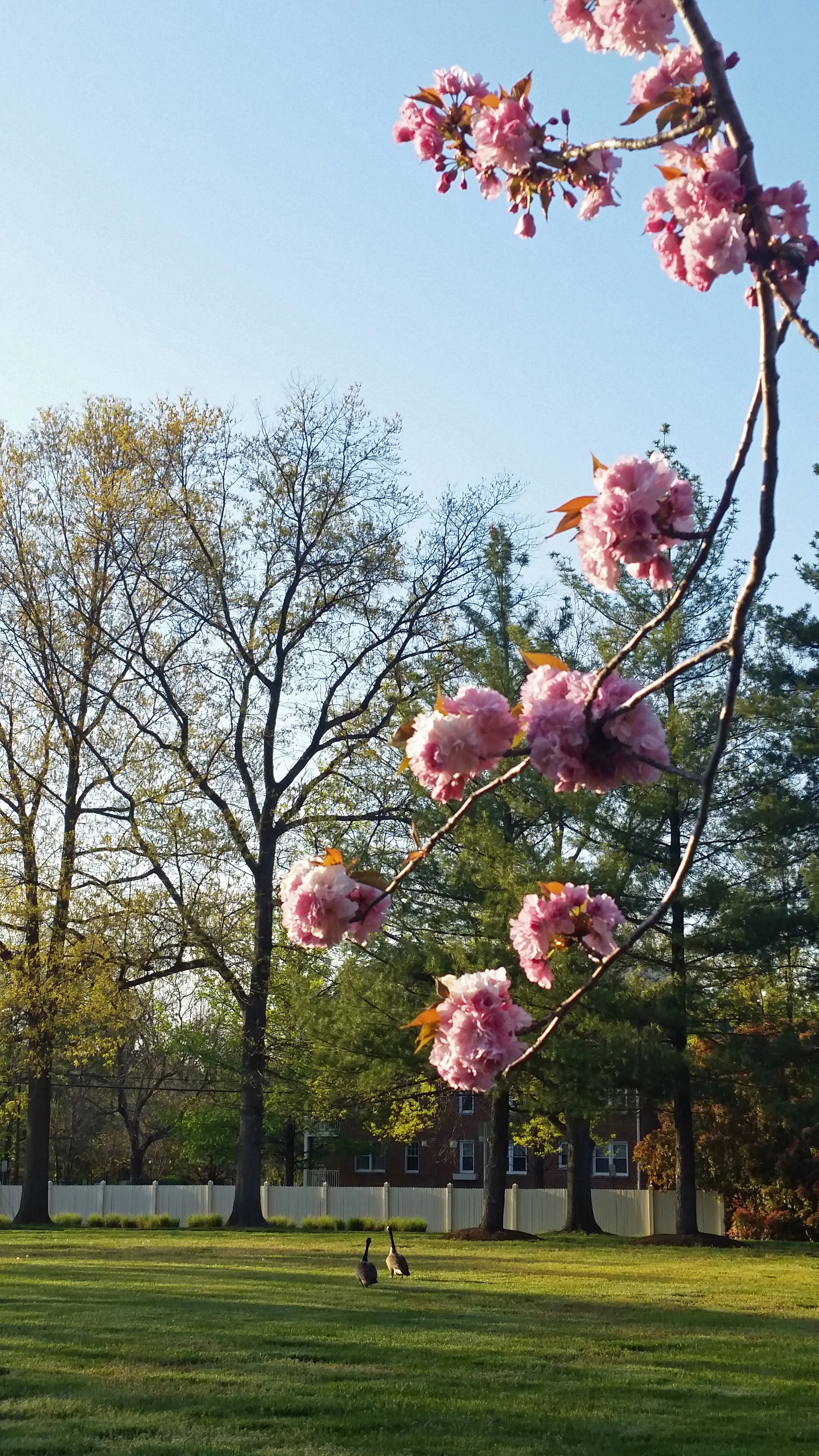 geese and cherry blossom.jpg