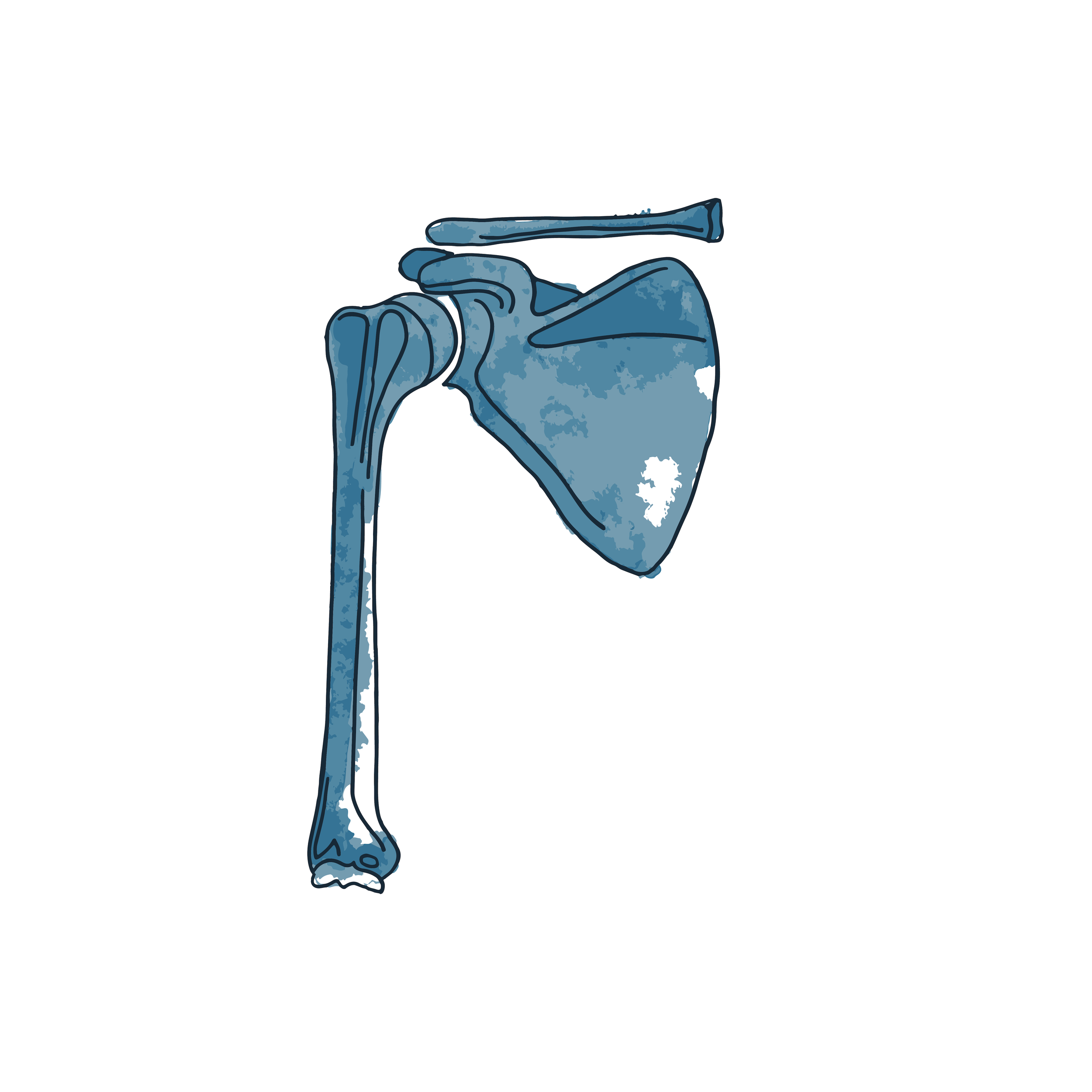 MDL Geek Out: The Shoulders