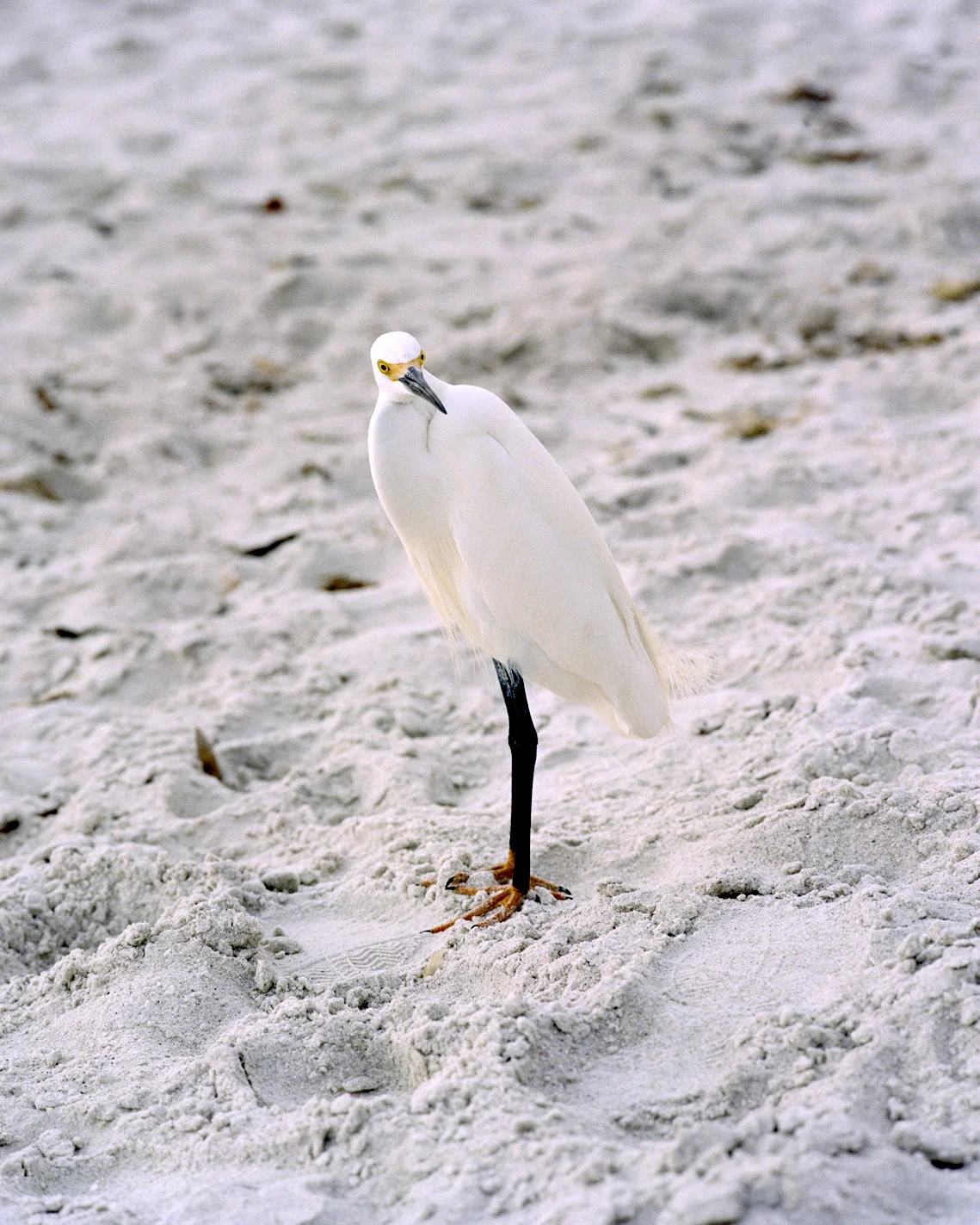 bird.jpg