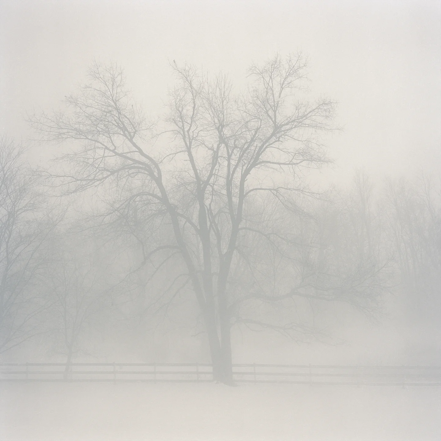 tree.jpg