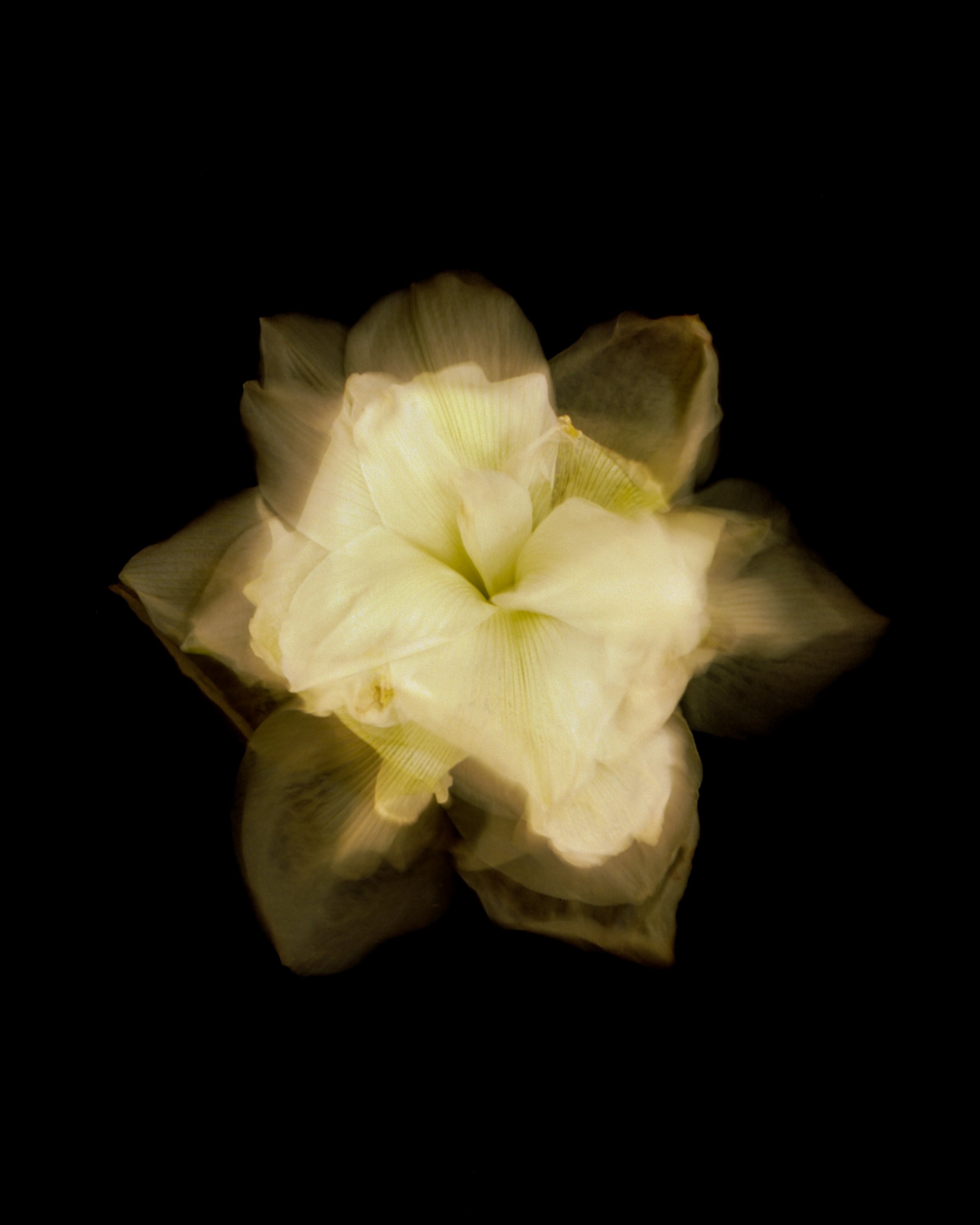 covidflowers-2.jpg