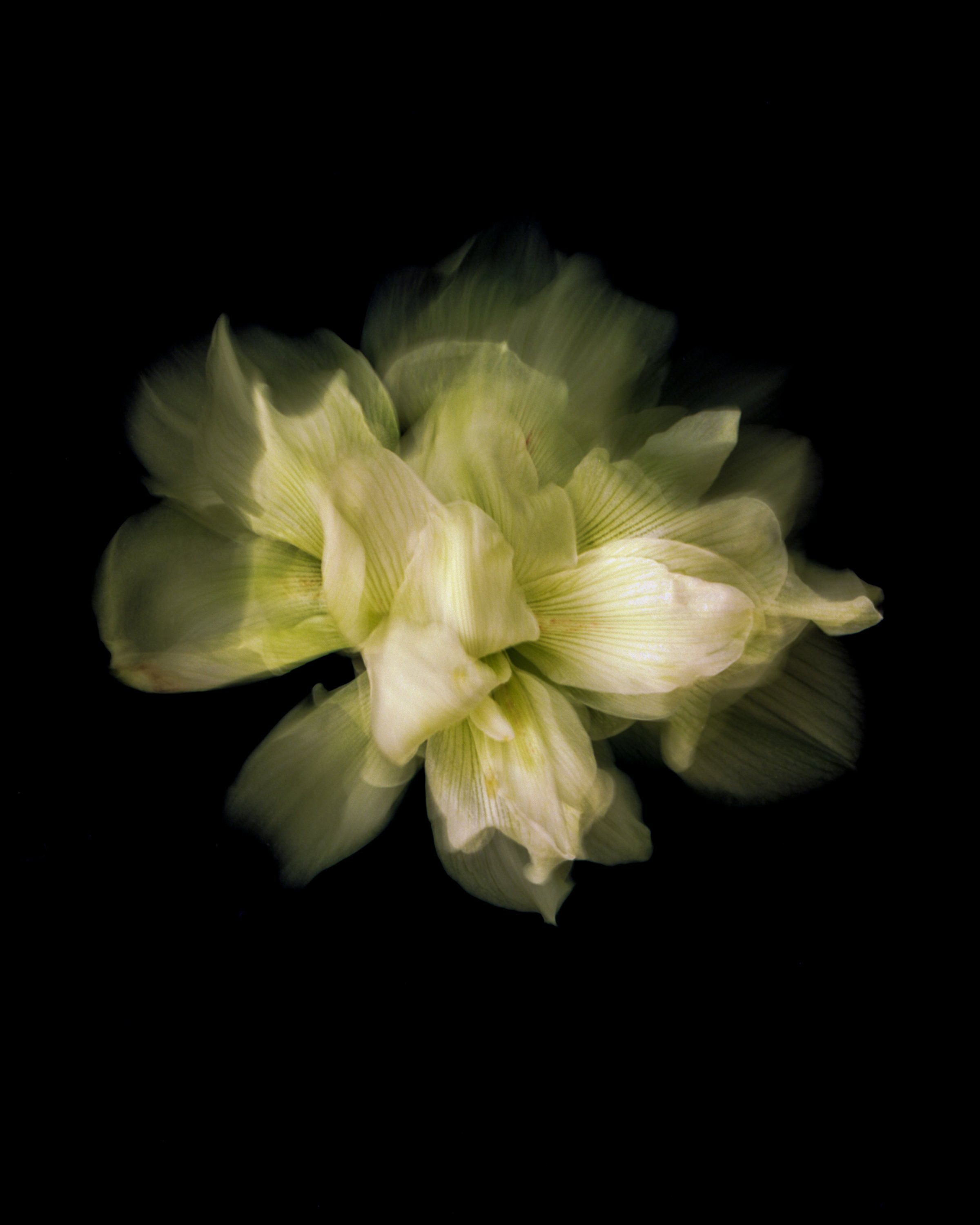 covidflowers-1.jpg
