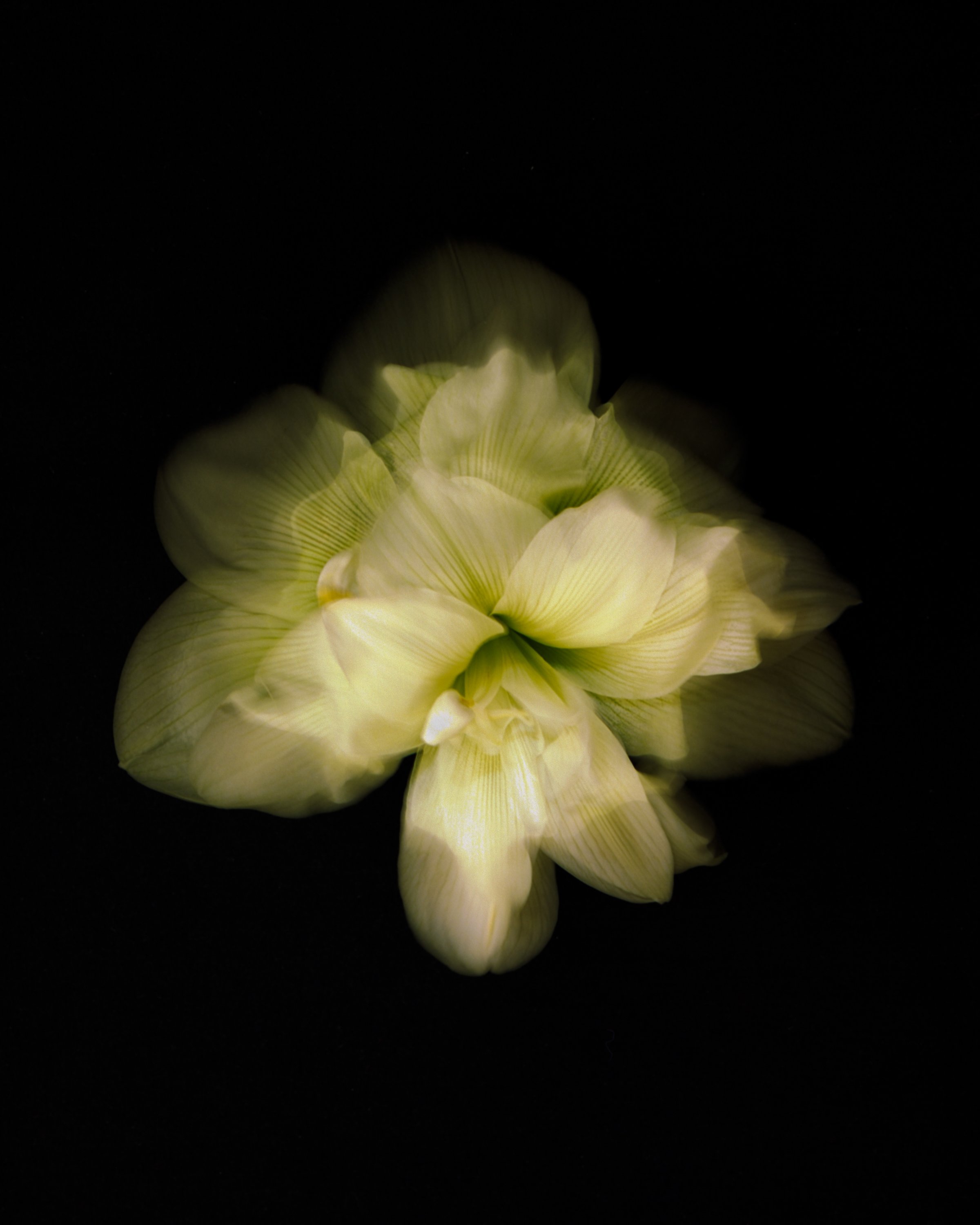 covidflowers-3.jpg