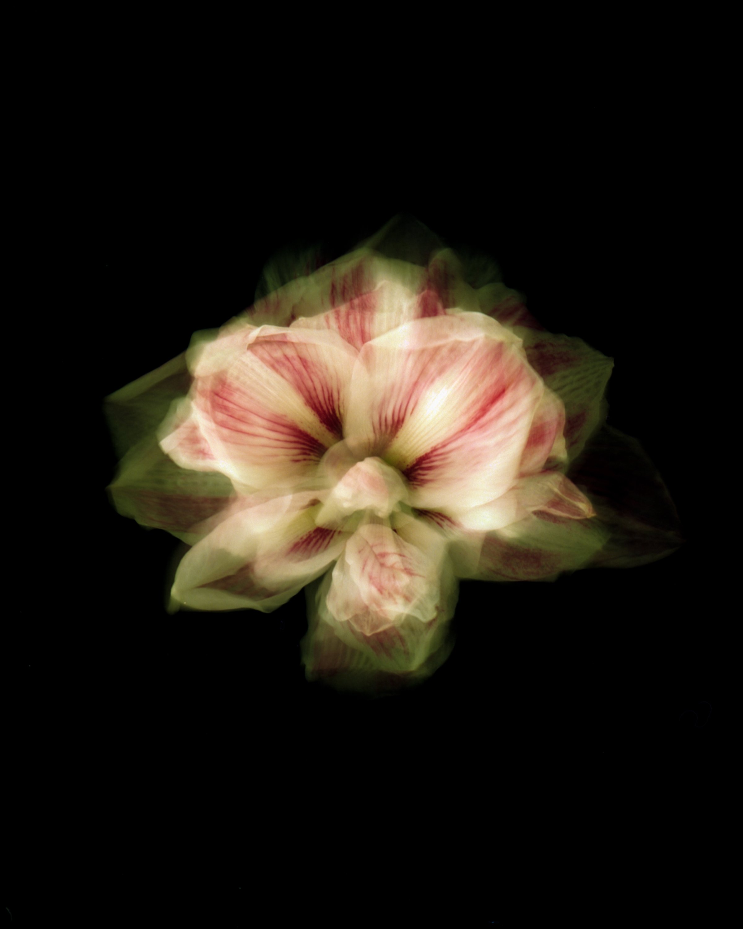 covidflowers-4.jpg