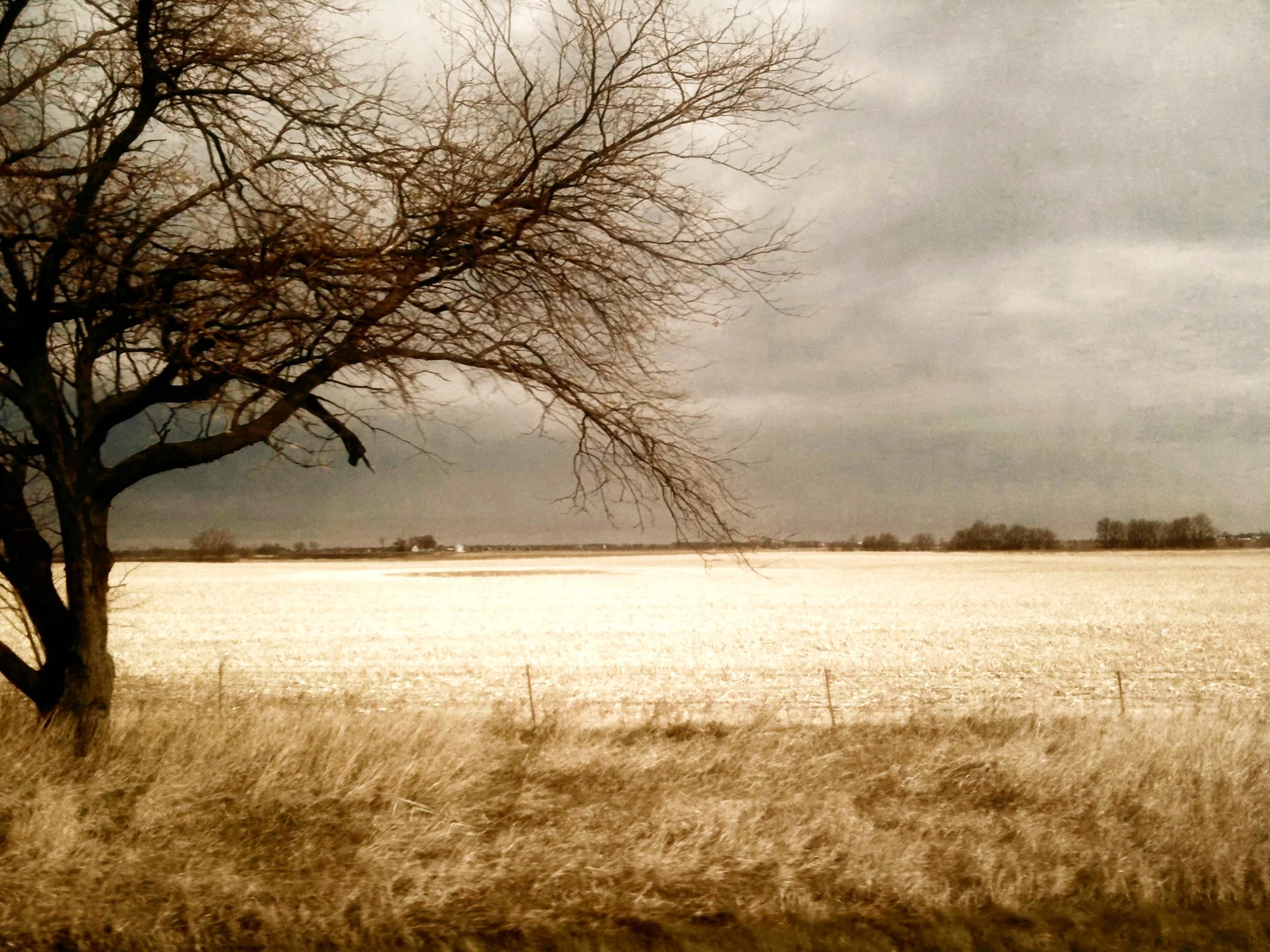 Picking up Cava Mezze wood, Iowa