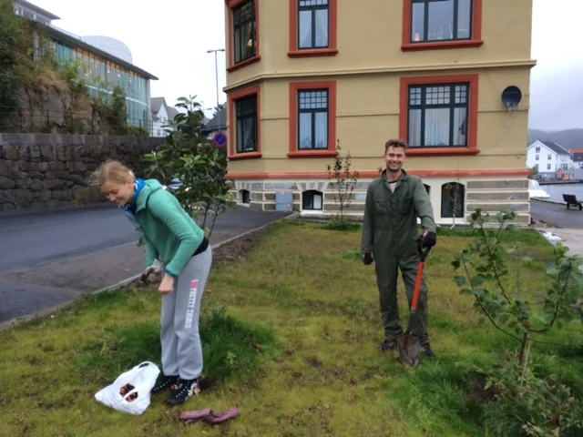 Eplehagen får tulipaner.