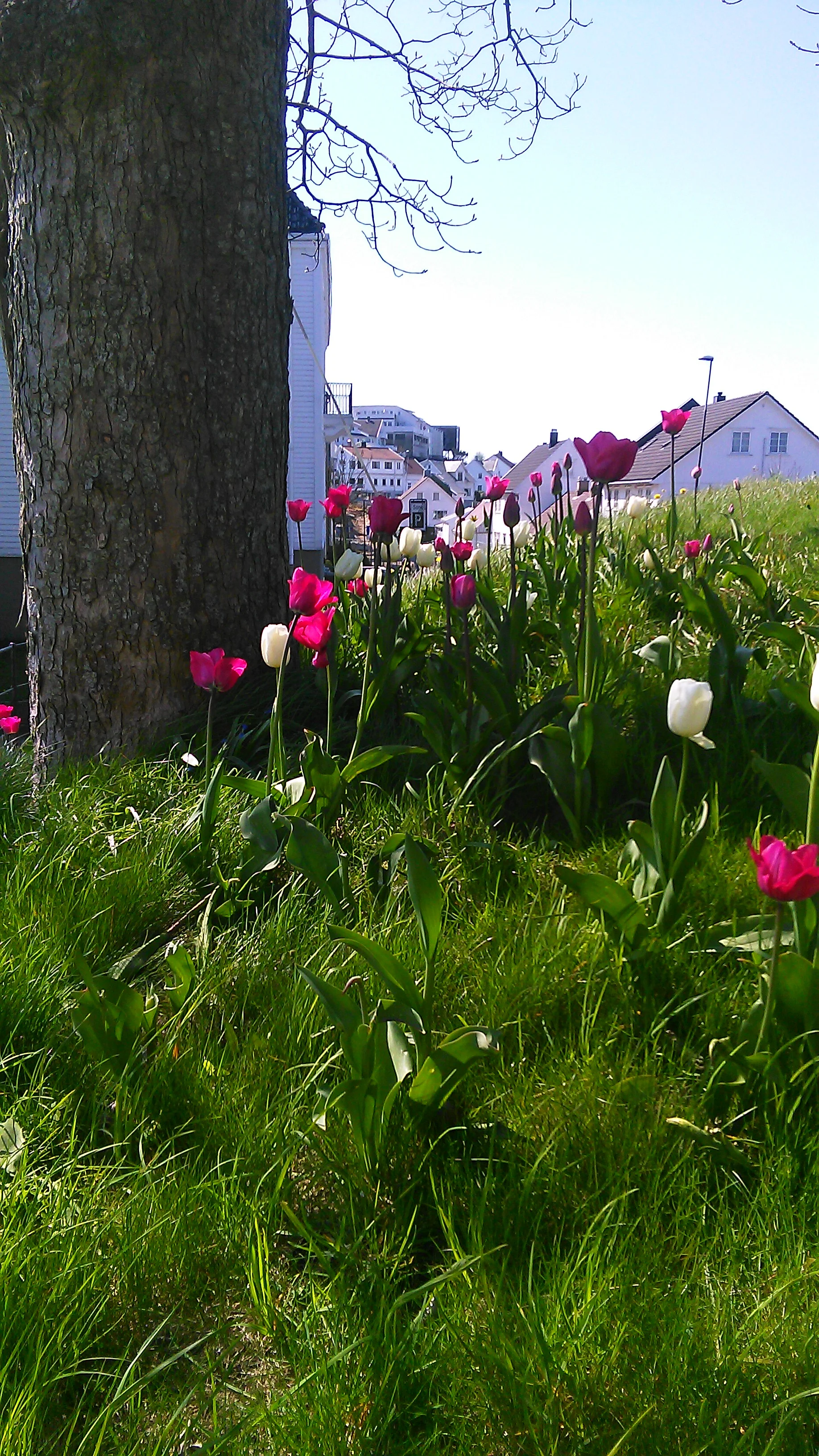 Møllehaugen