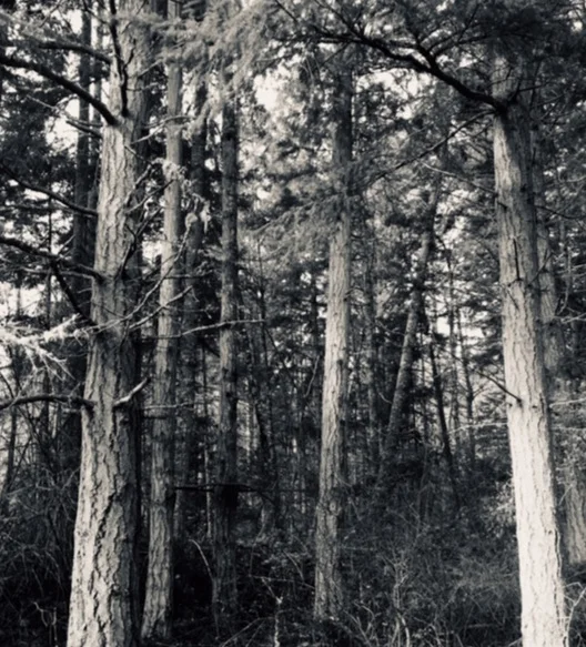 Trees+photo.jpg